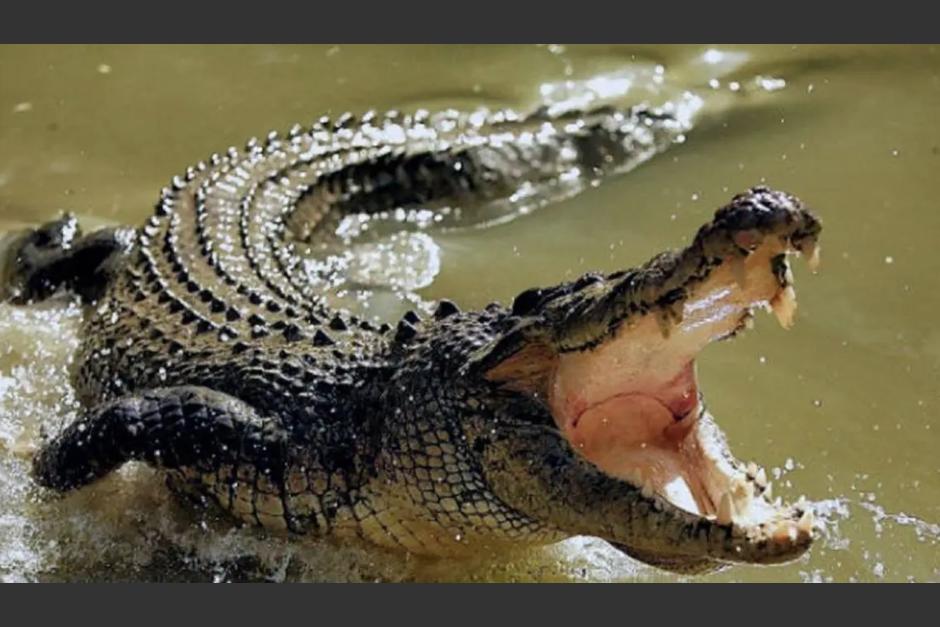 El cocodrilo atac&oacute; al turista. (Foto: Unsplash)