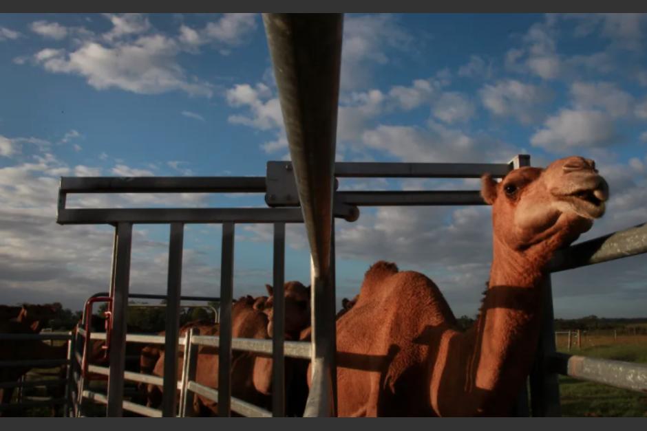 Camello se escapa de zool&oacute;gico en Tennessee y mata a dos personas. (Foto: El Diario Ny)&nbsp;