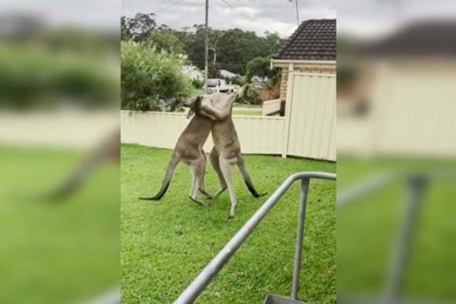 Los canguros peleando en el patio de una casa en Australia. (Foto: captura de video)&nbsp;