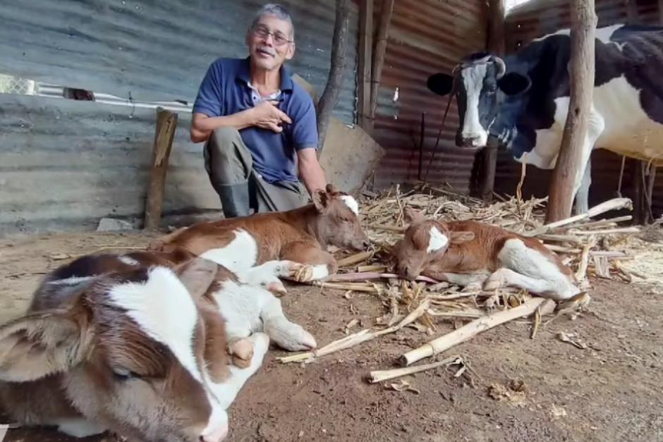 La vaca "Petunia", los tres terneros y el dueño, don César Rodríguez. (Foto: Facebook La Voz de Xela)&nbsp;