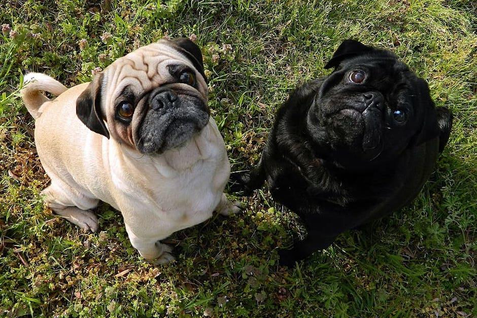 Los pugs tienen serios problemas de salud que les hacen sufrir. (Foto: Piqsels)