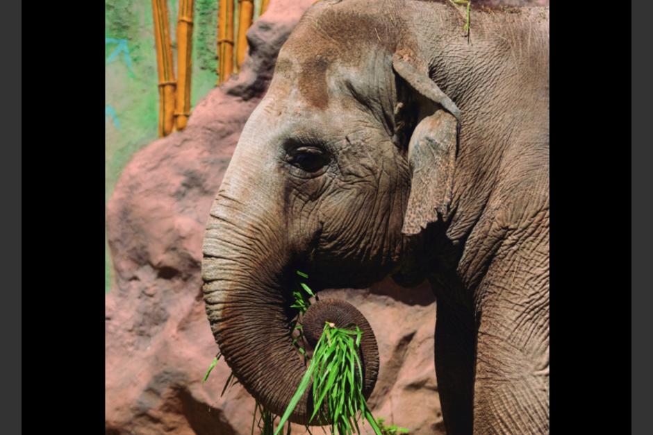 Un elefante en el Zoológico La Aurora alertaba sobre un antílope que se encontraba en una pileta. (Foto: captura pantalla)&nbsp;