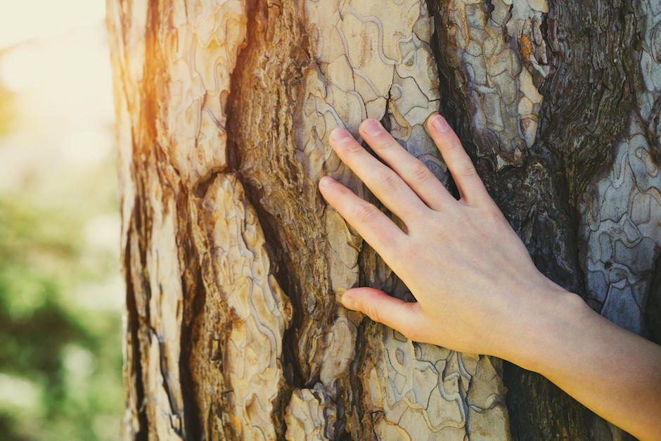 Un ni&ntilde;o muri&oacute; a consecuencia de la ca&iacute;da de una rama de un &aacute;rbol mientras recolectaba le&ntilde;a en Muxbal. (Foto ilustrativa: shutterstock)