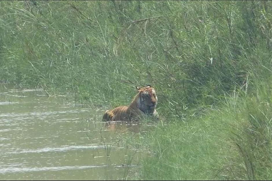 En redes sociales circulan im&aacute;genes en las que observa a un tigre que supuestamente fue captado en el Ixc&aacute;n. (Foto: redes sociales)