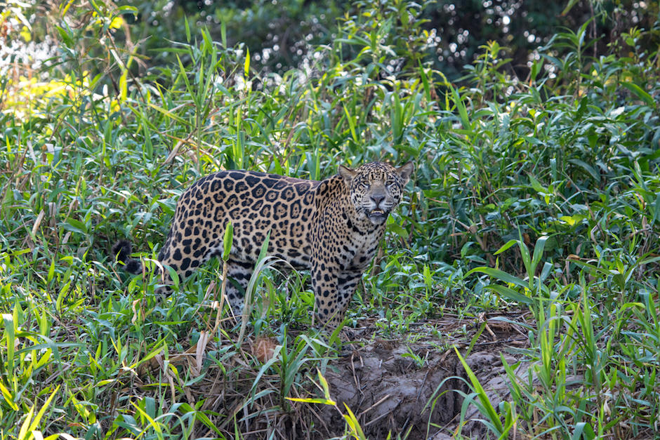 Jaguar fue captado en una finca ganadera en Pet&eacute;n cazando un chivo. (Foto: Shutterstock)