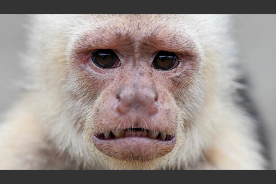 Una alarma a nivel mundial ha provocado la detecci&oacute;n de casos de una rara enfermedad conocida como la viruela del mono. (Foto ilustrativa:&nbsp;www.tekcrispy.com)