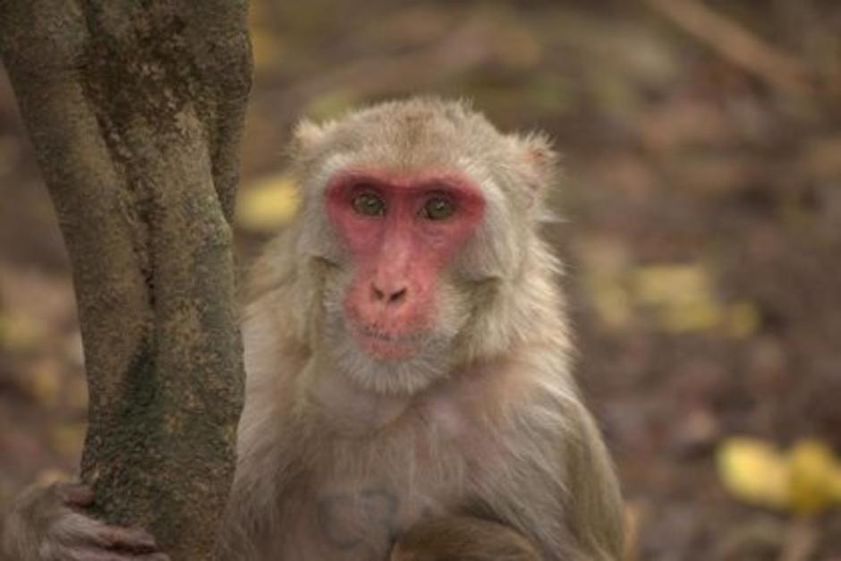 La viruela del mono en países no endémicos podría expandirse, dice la OMS. (Foto: Infosalus)