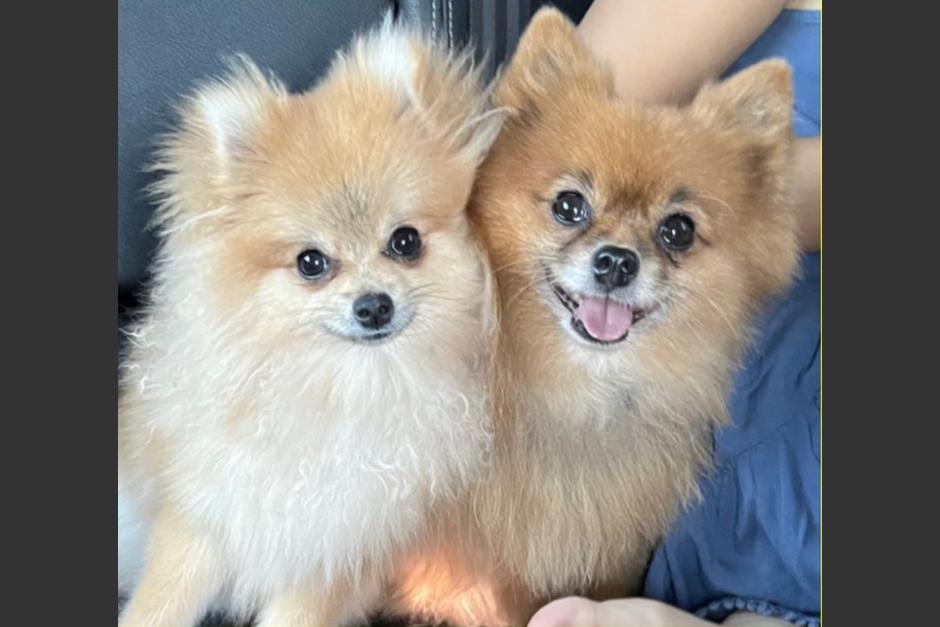 Buscan a dos perritas de la raza pomerania que fueron robadas a mano armada en la zona 15 capitalina. (Foto: cortesía)