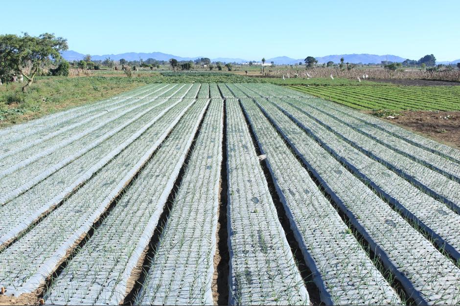 Las inclemencias del clima podr&iacute;an provocar da&ntilde;os en la agricultura si no se toman medidas para proteger las siembras. (Foto: MAGA)