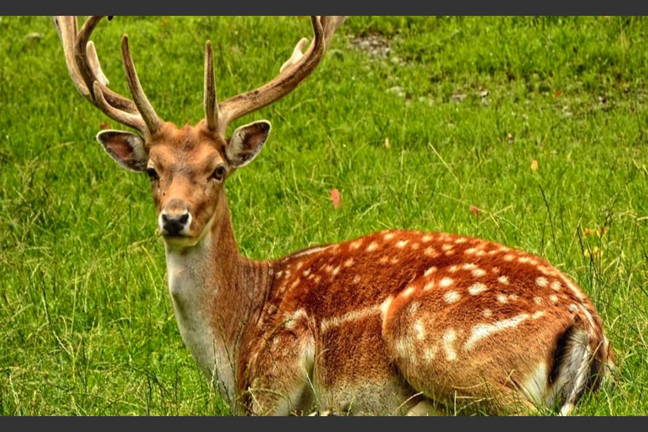 Un venado fue captado por vecinos de Quetzaltenango.&nbsp; (Foto ilustrativa: ViveUsa)&nbsp;&nbsp;