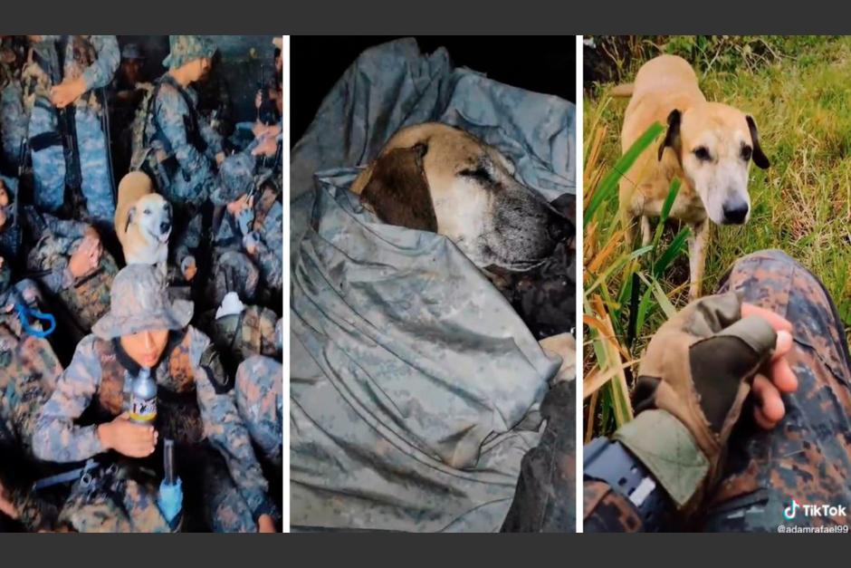 Un perro se encariñó con un grupo de soldados, acompañándolos en sus misiones. (Foto: La República)
