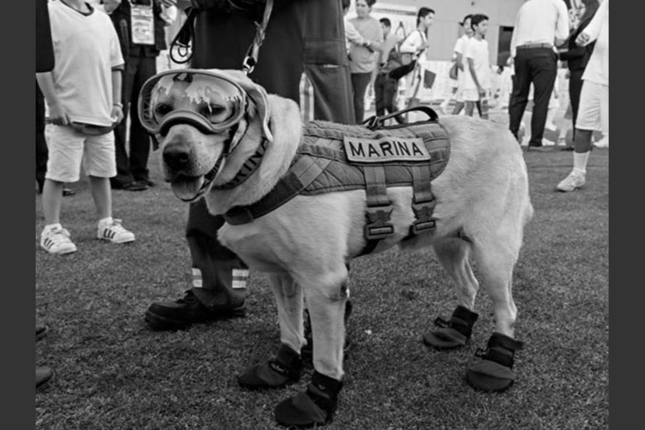 Muri&oacute; Frida, la perrita rescatista de M&eacute;xico. (Foto: El Financiero)
