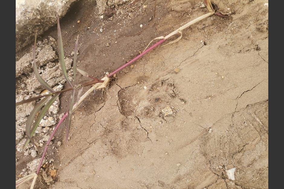 Durante la b&uacute;squeda del animal, ubicaron sus posibles huellas. (Foto: Muni Mixco)&nbsp;