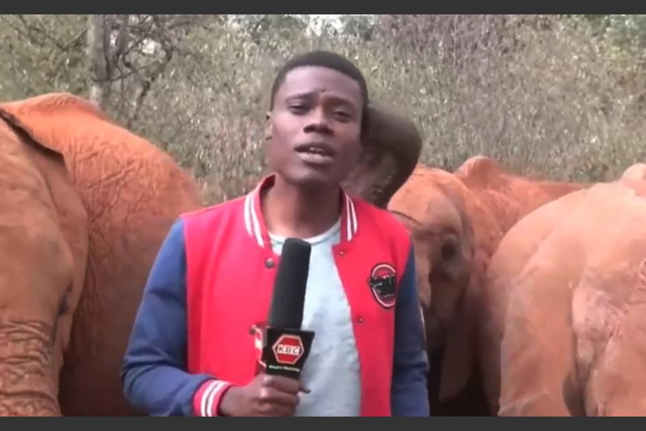Un reportero en Kenia se vio interrumpido por un elefante en plena transmisión en vivo. (Foto: captura de pantalla)