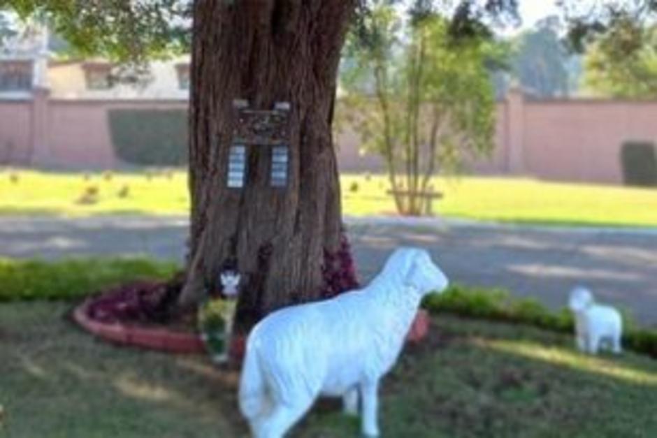 El proyecto "&Aacute;rbol de las Estrellas" fue creado en octubre de 2021. (Foto: Instagram/MyWebTribe)&nbsp;