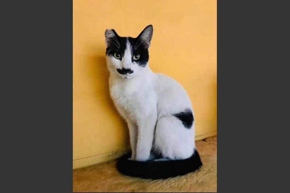 Buscan a un gatito llamado "Hitler" que escap&oacute; de una veterinaria en Villa Nueva, momentos antes de ser castrado. (Foto: redes sociales)
