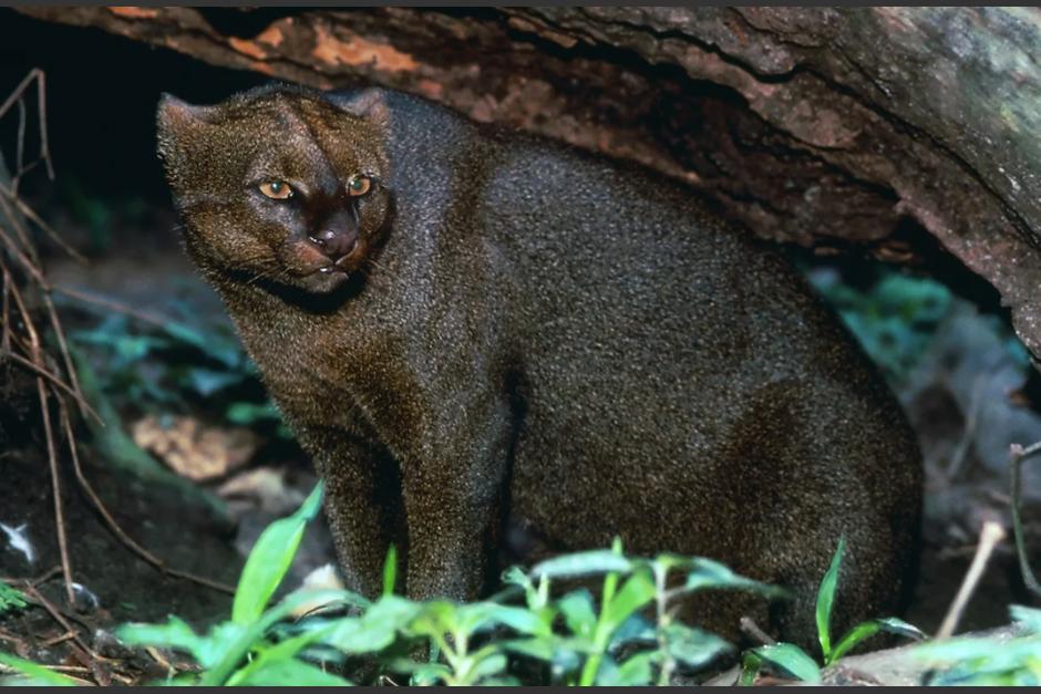 Pantera de Mixco ser&iacute;a un Jaguarundi. (Foto: Texas Monthly)