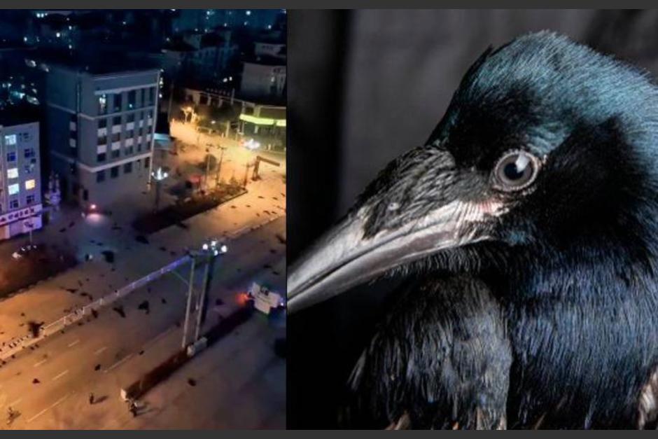 Cientos de cuervos invadieron una ciudad en China, en horas de la noche. (Foto: Vanguardia)