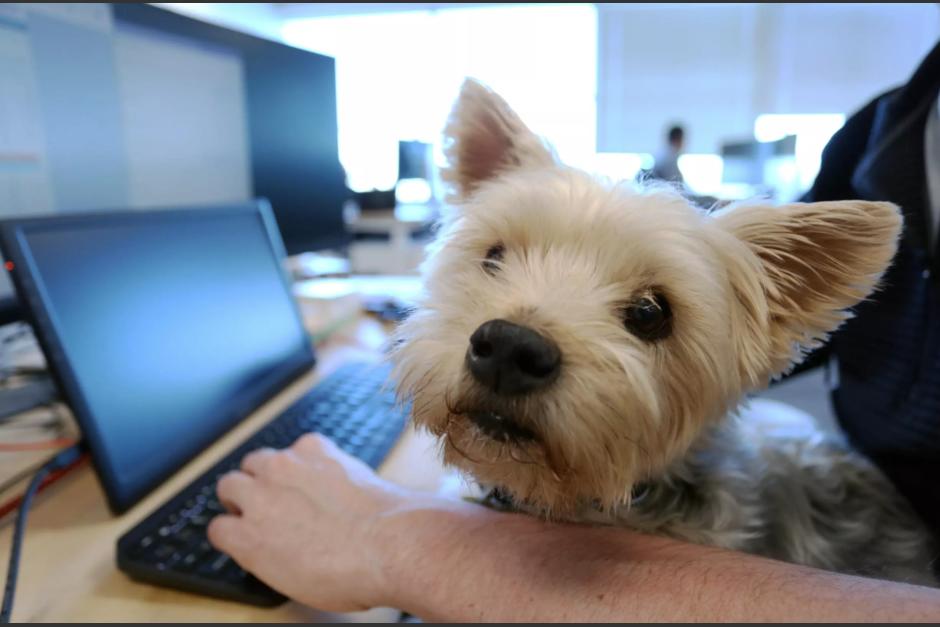 En Canad&aacute;, los perros asisten con sus amos al trabajo. (Foto: AFP)