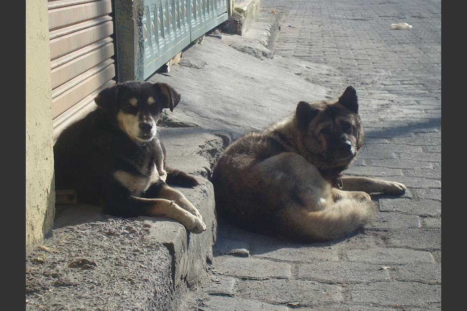 La Polic&iacute;a recoge de las calles a perros para resguardarlos por el hurac&aacute;n Julia. (Foto: Soy502/Ilustrativa)