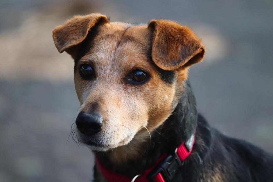 Patrulla atropella a un perro que se encontraba en la calle