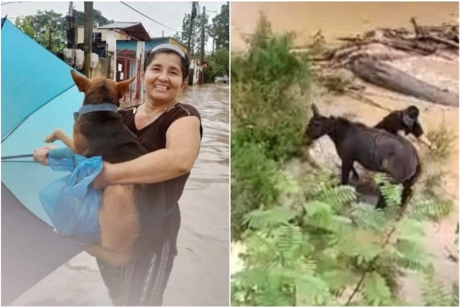Las personas regresaron a rescatar a sus mascotas que quedaron atrapadas por las inundaciones que dejó a su paso la depresión Julia. (Foto: redes sociales)&nbsp;