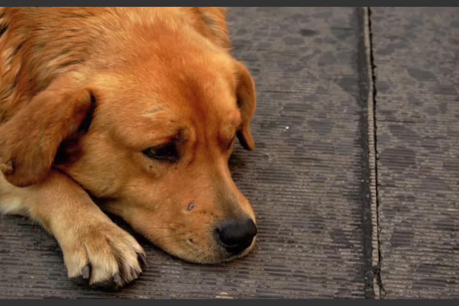 El nuevo caso, de la perrita que defendi&oacute; su hogar cuando un ladr&oacute;n ingres&oacute; se ha viralizado. (Foto ilustrativa: Mascotadictos)