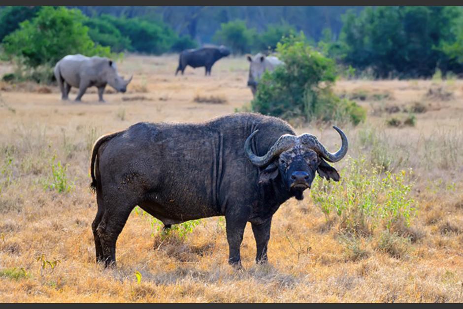 El búfalo reaccionó furioso y atacó al cazador mexicano. (Foto ilustrativa: Oasys)&nbsp;
