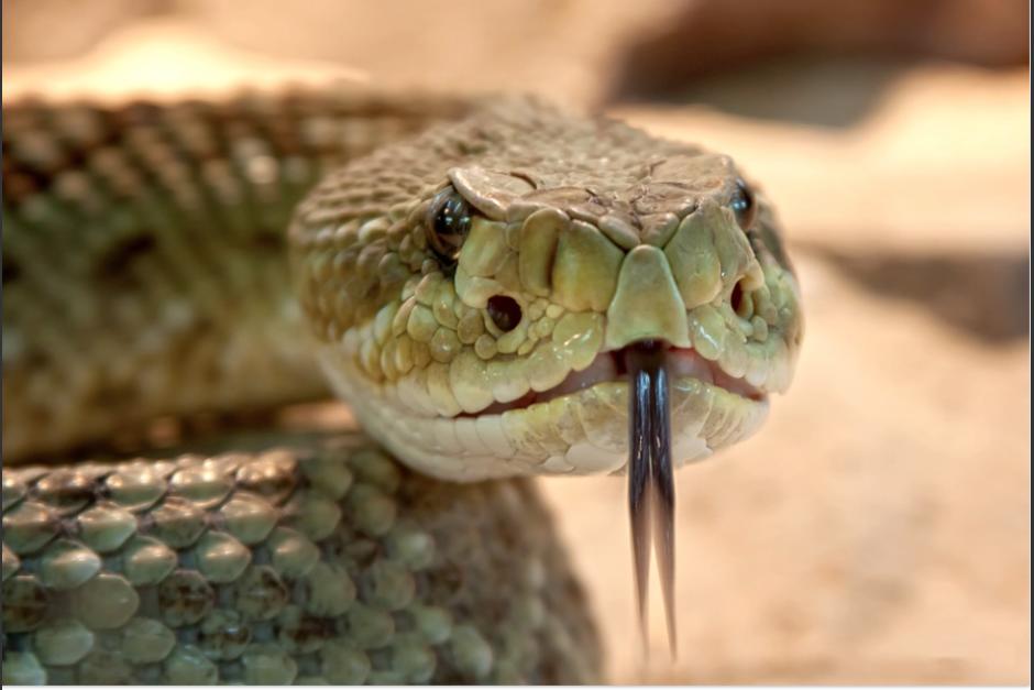 La serpiente atac&oacute; a un ni&ntilde;o e 4 a&ntilde;os en Izabal. (Foto ilustrativa: Pixabay)