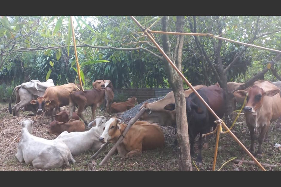 Recuperan el ganado que hab&iacute;a sido robado el reci&eacute;n pasado lunes 24 de octubre en Santa Rosa. (Foto: PNC)