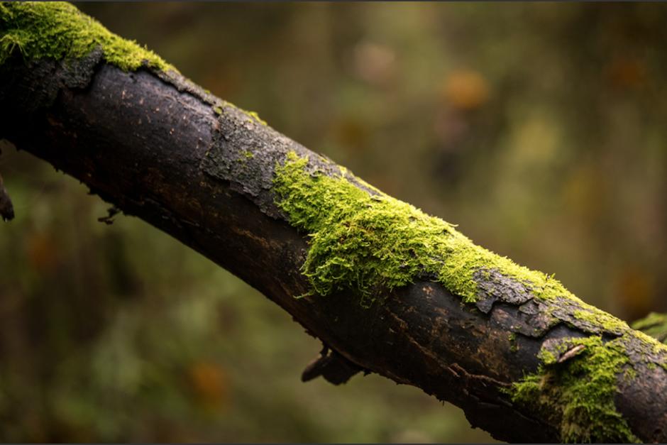 Un &aacute;rbol cay&oacute; en una vivienda en Mixco. (Foto: Ilustrativa/Shutterstock)&nbsp;