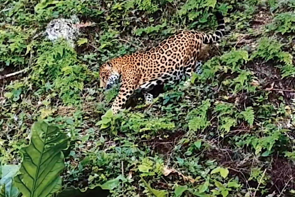 El jaguar fue sorprendido mientras bajaba un pequeño camino inclinado. (Foto: Pata de Cucho)