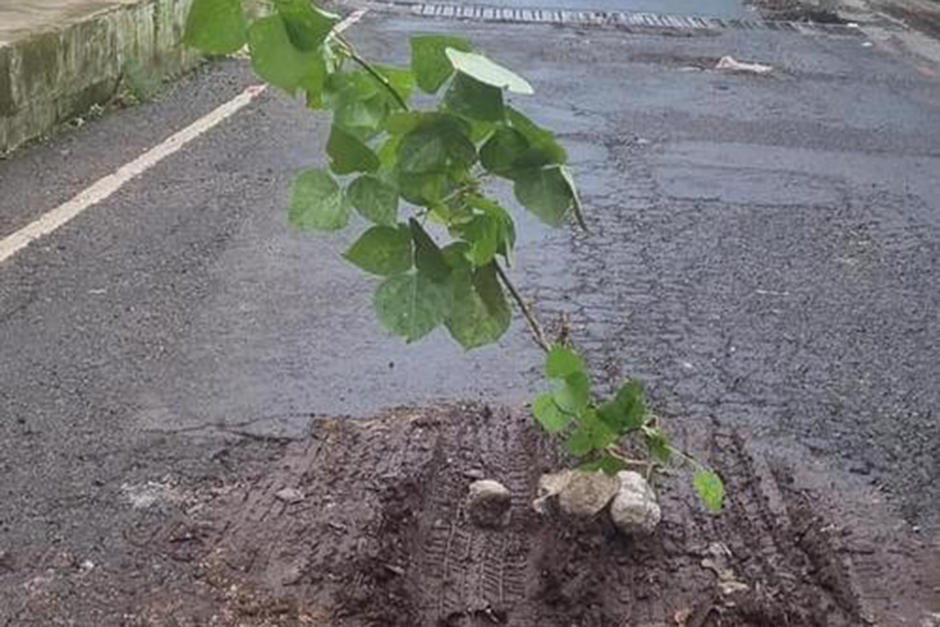Siembran &aacute;rboles en los baches en las calles de Villa Nueva, como medida de protesta por el mal estado de las calles en ese municipio. (Foto: Facebook/Jairo L&oacute;pez)