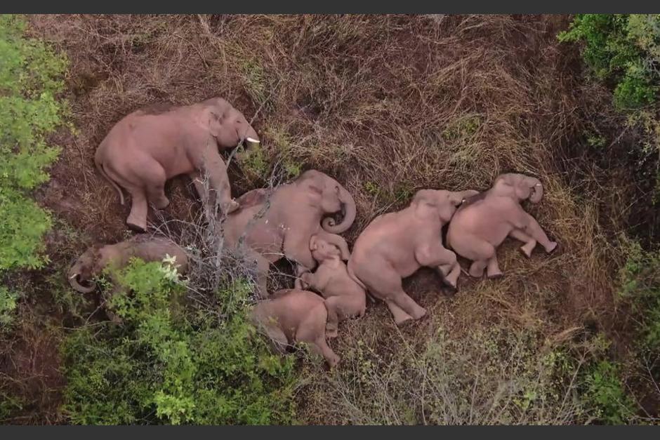 Un grupo de 15 elefantes retorn&oacute; a su hogar, tras un largo recorrido que dur&oacute; m&aacute;s de un a&ntilde;o. (Foto: AFP)