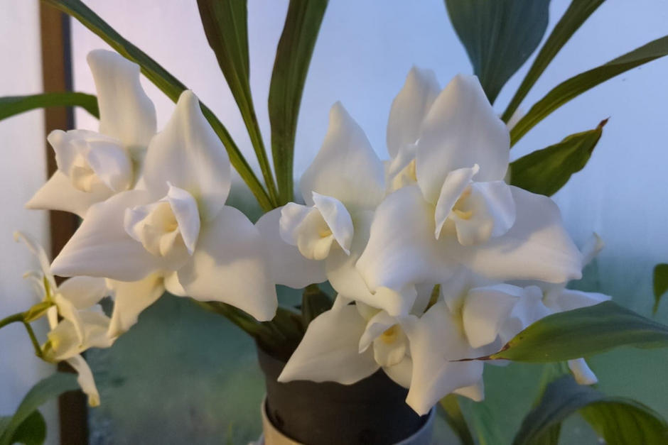 Cultivos realizados en Francia se trasladar&aacute;n a Guatemala para se introducidos a su h&aacute;bitat. (Foto: Luis Portillo)