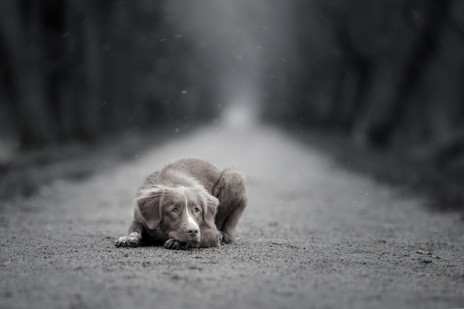 Una patrulla de la PNC atropell&oacute; a un perro en la v&iacute;a p&uacute;blica de Chiquimula y el video a causado indignaci&oacute;n. (Foto: Shutterstock)&nbsp;