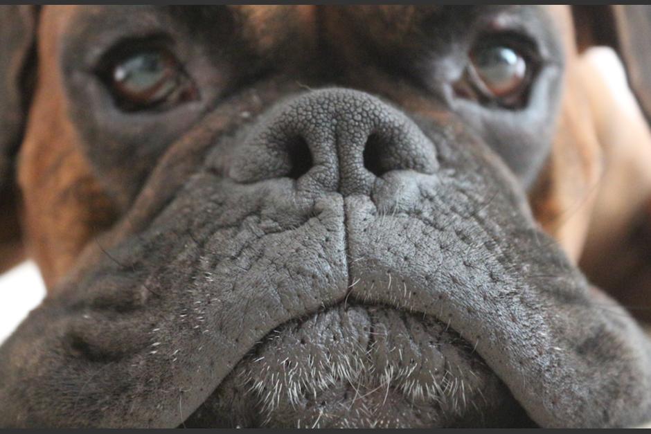 Un perro fue grabado mientras observa el paso de una procesi&oacute;n.&nbsp; (Foto: Ilustrativa/Shutterstock)