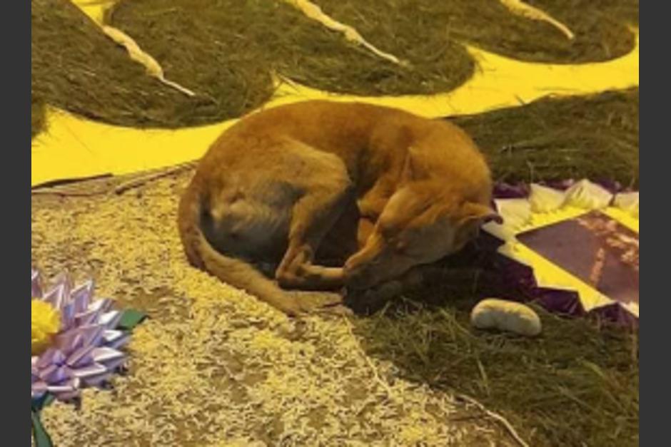 El animalito llamó la atención de los feligreses que se asomaron a ver la alfombra. (Foto: redes sociales)