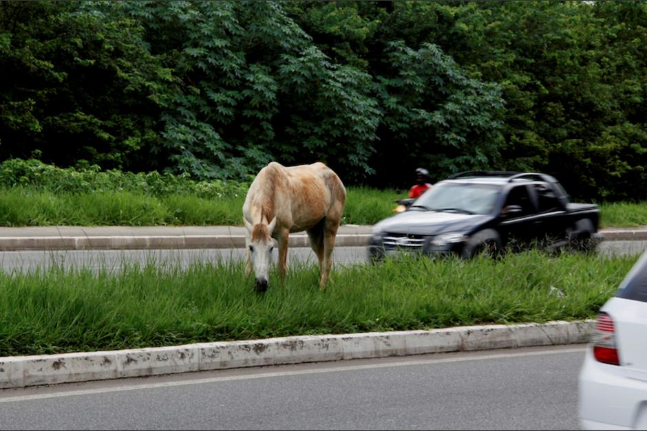 Varios automovilistas tuvieron que reducir la marcha. (Foto: Ilustrativa/Shutterstock)&nbsp;