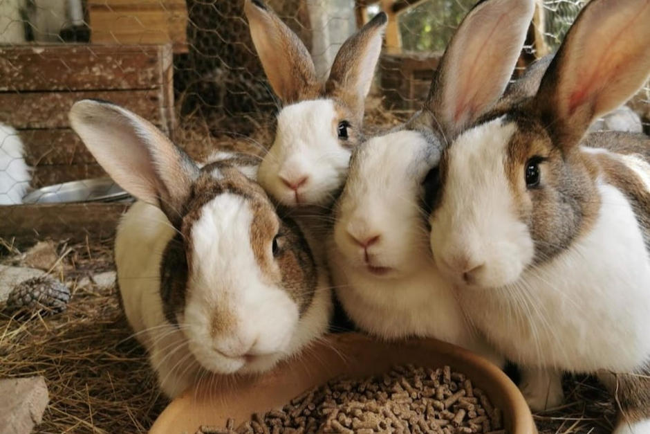 Los conejos de un santuario animal fueron atacados hasta la muerte en plena madrugada. (Foto: Finca Los Fernandos)
