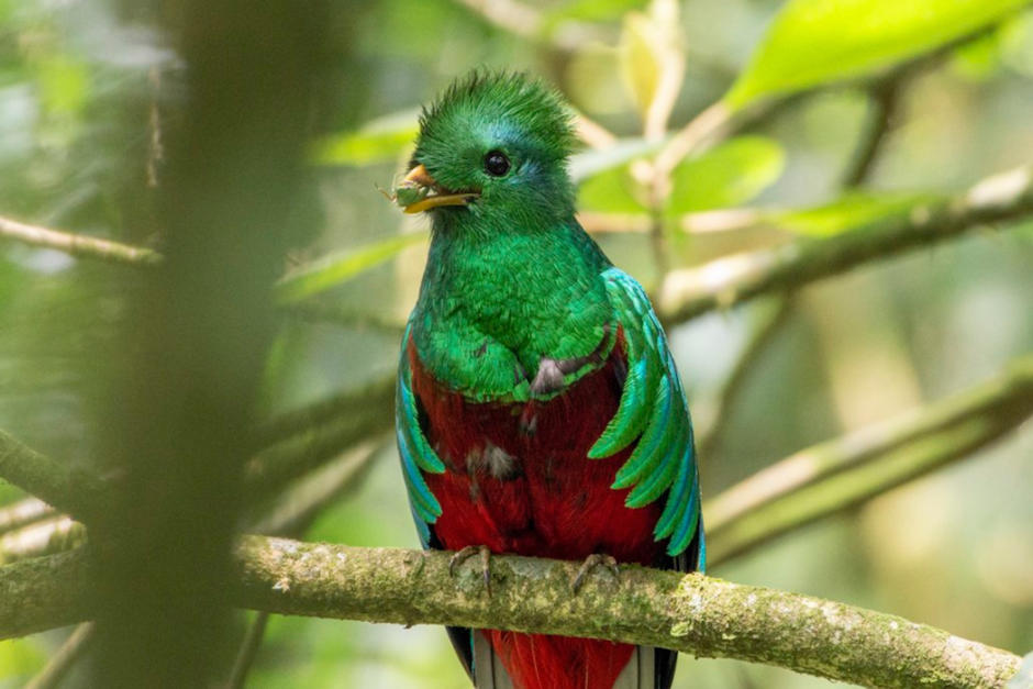 Ver al ave en su h&aacute;bitat es una experiencia &uacute;nica. (Foto: Diego Rizzo)