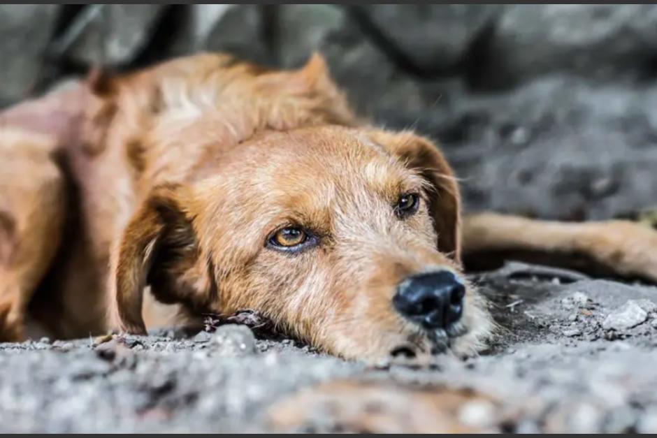 26 perros fueron encontrados en estado deplorable en un apartamento de Mixco. (Foto: Shutterstock)