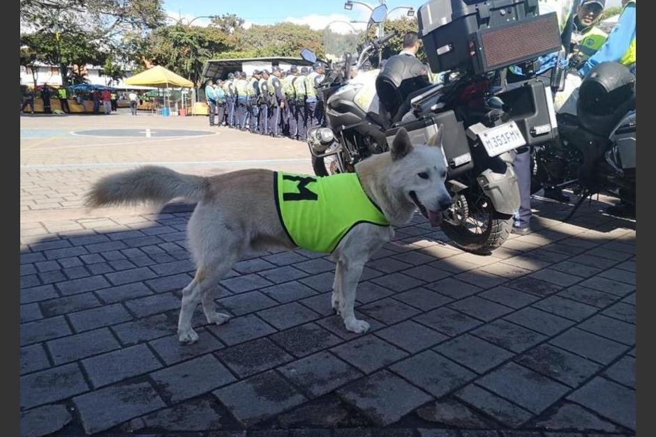 La noche de este miércoles 26 de abril, el perro llamado "Lobo" que adoptó la Municipalidad de Villa Nueva, fue envenenado. (Foto: Archivo/Soy502)