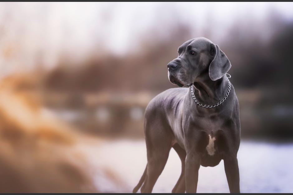 El perro subido en un bus observa detenidamente a los motoristas. (Foto: Ilustrativa/Shutterstock)&nbsp;