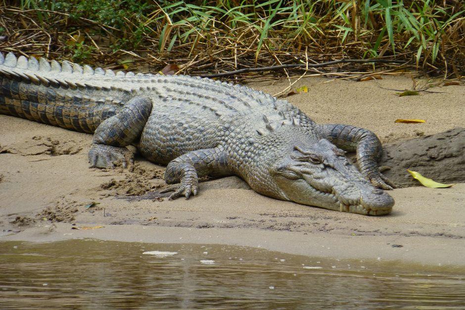 Un cocodrilo mat&oacute; a un futbolista costarricense en un r&iacute;o. Las im&aacute;genes de la tragedia recorren el mundo. (Foto ilustrativa: Shutterstock)