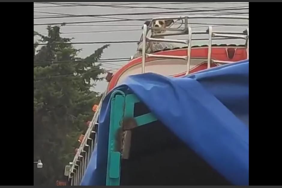 Un perro fue captado siendo transportando sobre el techo de un bus del transporte público. (Foto: captura de pantalla)&nbsp;