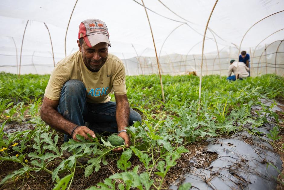 (Fotograf&iacute;a cortes&iacute;a: Walmart)