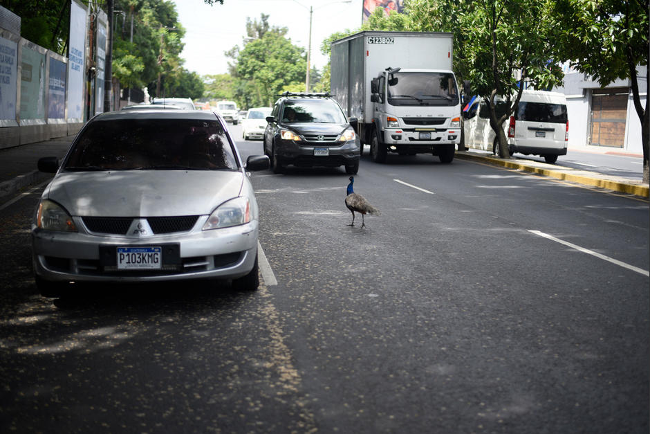 Un pavo real fue visto deambulando en medio del tr&aacute;nsito en la zona 13 de la Ciudad de Guatemala. (Foto: Wilder L&oacute;pez/Soy502)