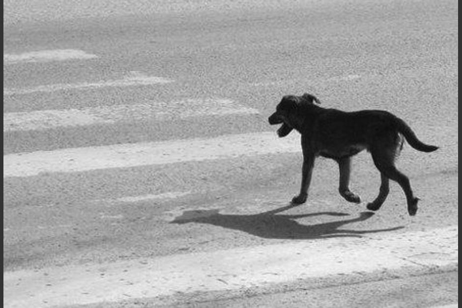 El perro llamó la atención por llevar puesta una prenda de vestir. (Foto ilustrativa: Circula Seguro)
