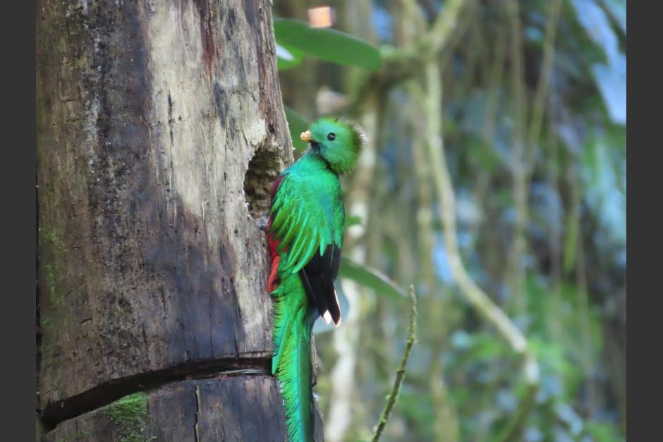 Los quetzales ya se encuentran en temporada de anidamiento. (Foto: Conap)